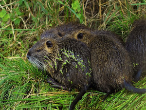 2015_09_13_SD9_M42Tair3s___Schadewalde_Nutrias_0501_VarB_DT03_1190x893pix.jpg 2015_09_13_SD9_M42Tair3s___Schadewalde_Nutrias_0501_VarB_DT03_1190x893pix.jpg