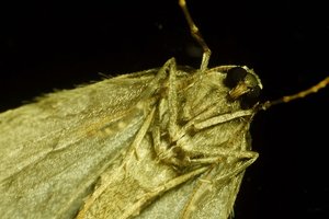 Forum DSC02950 Nex 5r + Elicar 2,5 90mm ausraw psd (c) PPf.jpg