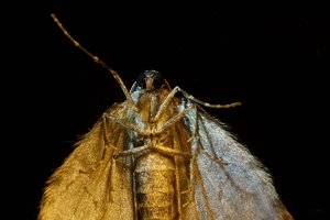 Forum DSC02972 ausraw psd (c) PPf.jpg