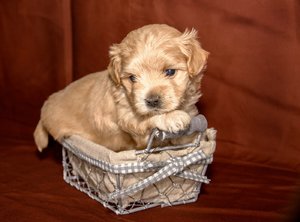 comp_Welpen 2015-10-23-21.jpg