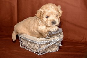 comp_Welpen 2015-10-23-24.jpg