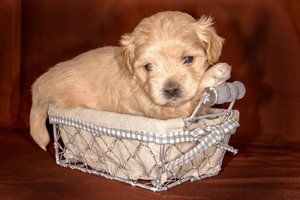 comp_Welpen 2015-10-23-26.jpg