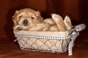 comp_Welpen 2015-10-23-28.jpg