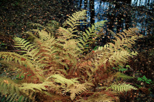 2015_10_23_DP2s_Ragoese_Farn_Wildschweinsuhle_0104_VarC_DT02_1350x900pix.jpg