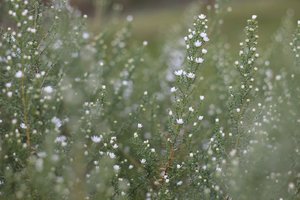 Herbst_im_Garten_5.jpg Herbst_im_Garten_5.jpg