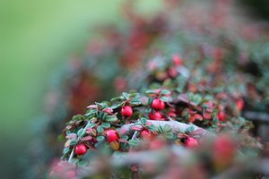Herbst_im_Garten_8.jpg Herbst_im_Garten_8.jpg
