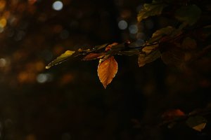 Forum DSC03015 Nex 5r + Meyer Telefogar 3,5 90mm (c) PPf.jpg