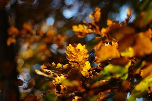 Forum DSC03019 Nex 5r + Takumar 1,8 55mm (c) PPf.jpg