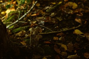 Forum DSC03022 Nex 5r + Takumar 1,8 55mm cr (c) PPf.jpg