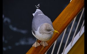 möwe01.jpg
