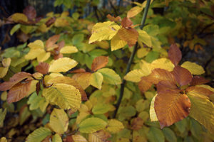 2015_10_29_DP1s_Britz_Buche_jung_0043_VarA_DT01_1350x900pix.jpg 2015_10_29_DP1s_Britz_Buche_jung_0043_VarA_DT01_1350x900pix.jpg