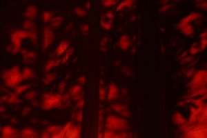 Forum DSC03193 Nex 5r + Elicar 2,5 90mm (c) PPf.jpg