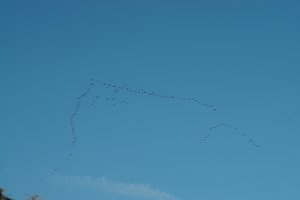 Forum DSC03215 Nex 5r + Elicar 2,5 90mm (c) PPf.jpg