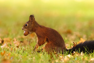 squirell_02_web.jpg squirell_02_web.jpg