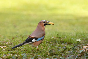 Eichelhäher_web.jpg Eichelhäher_web.jpg