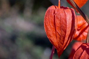 0003118-2015-11-01  EOS-M  OLYMPUS.jpg