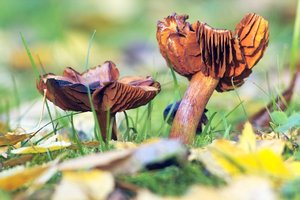 0003095-2015-10-26  SD9 mit CZJ  2.jpg