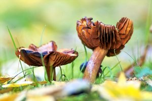 0003096-2015-10-26  SD9 mit CZJ  2.jpg