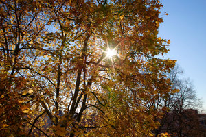 2015_11_03_DP1s_Linde_Balkon_0060_VarA_DT03_1350x900pix.jpg 2015_11_03_DP1s_Linde_Balkon_0060_VarA_DT03_1350x900pix.jpg
