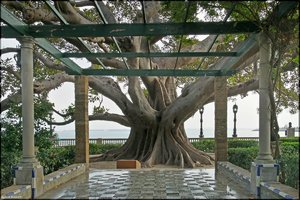 CÁDIZ - 74.jpg CÁDIZ - 74.jpg