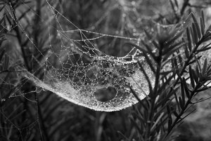 Spinnennetz07sw.jpg