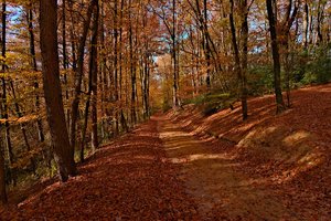 Forum DSC03234rawtfsiv Sony 16-50 (c) PPf.jpg