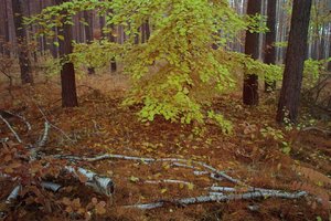 SDIM0741_JPGooSPP422.jpg SDIM0741_JPGooSPP422.jpg