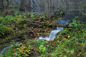 2015_11_06_SD9_OMZuiko28mm_Britz_Ragoese_Furt_Biberdamm_0163_VarA_DT01_1350x900pix.jpg 2015_11_06_SD9_OMZuiko28mm_Britz_Ragoese_Furt_Biberdamm_0163_VarA_DT01_1350x900pix.jpg