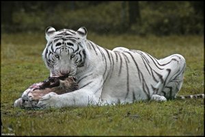 Bild - 21.jpg Bild - 21.jpg