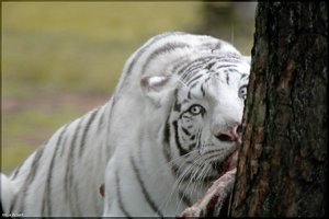 Bild - 23.jpg Bild - 23.jpg