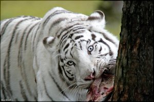 Bild - 24.jpg Bild - 24.jpg