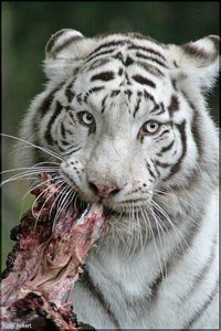 Bild - 26.jpg Bild - 26.jpg