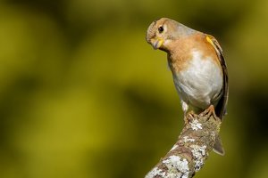 bergfink nov (2).jpg