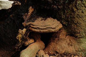 Forum DSC01268 Nex 5r + CZJ Sonnar 3,5 135mm (c) PPf.jpg