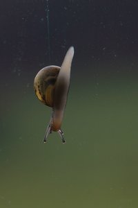 Forum DSC03486 Nex 5r + Elicar 2,5 90mm ausraw psd.v01 (c) PPf.jpg