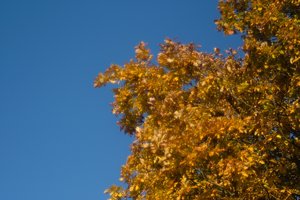 Forum SDIM0129 SD14 + Kawanon 2,8 135mm (c) PPf.jpg