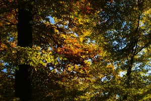 Forum SDIM0138 SD14 + Kawanon 2,8 135mm (c) PPf.jpg