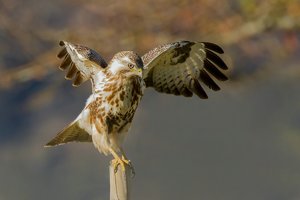 buteo nov (5).jpg