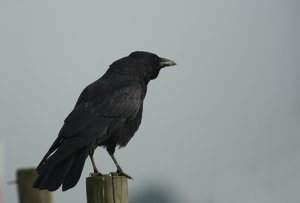 Krähe02.jpg