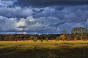 kraehen.jpg kraehen.jpg