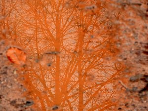 comp_Herbstlich 006.jpg