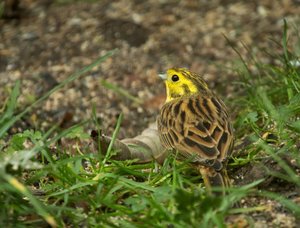 GoldAmmG001_filtered.jpg GoldAmmG001_filtered.jpg