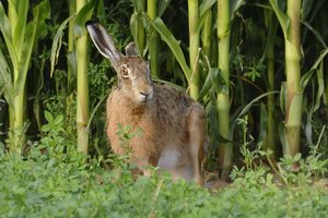 12705-hase-am-maisfeld.jpg