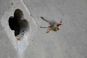 13809-falke-abflug-nesthoehle.jpg