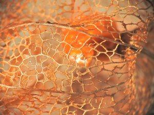 klein_20151203 - Feuerkäfer-2.jpg