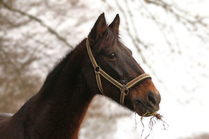 IMG_3514b_bearbeitet-1.jpg IMG_3514b_bearbeitet-1.jpg