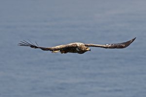 20150624_1064_Runde_Seeadler03.JPG