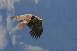 20150624_1067_Runde_Seeadler09.JPG