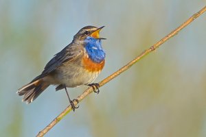 20150421_330_Blaukehlchen_Blaukehlchen (Luscinia svecica) 04.JPG