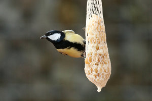 IMG_3748a_bearbeitet-1.jpg IMG_3748a_bearbeitet-1.jpg